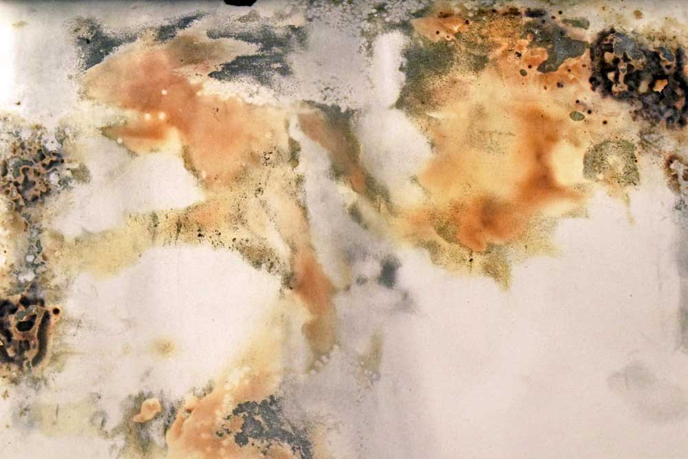 Série Orgânico — imagem 2